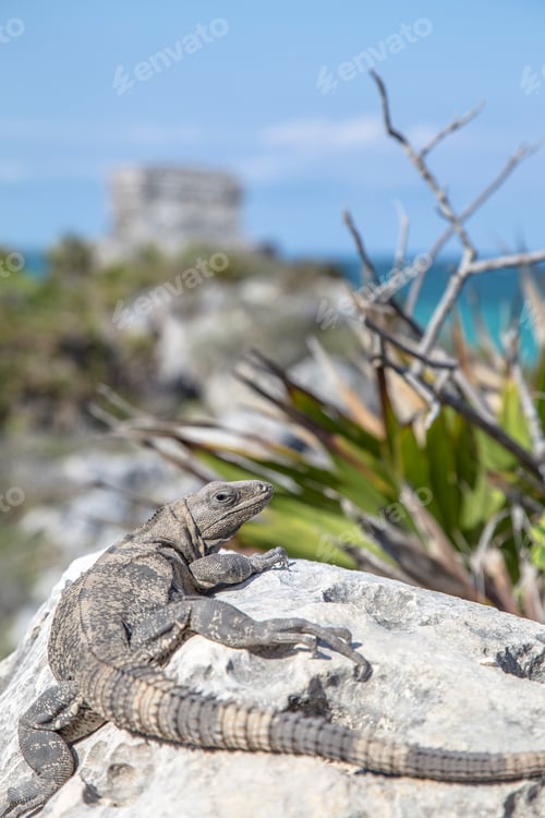 Preview: A Reptiles on a stone in the temples of Tulum. Quintana Roo, Mexico