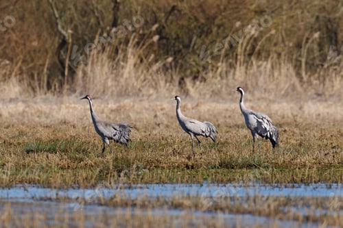 Preview: Common crane (Grus grus)