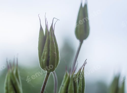 Preview: Common columbine seed pods. Aquilegia vulgaris garden plant after the flowering season.