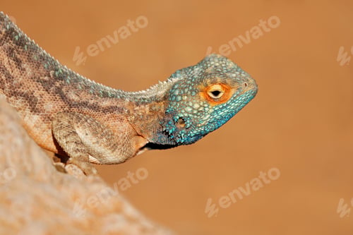 Preview: Portrait of a ground agama on a rock