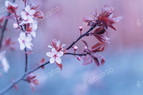 Preview: Pink flowers in spring tree