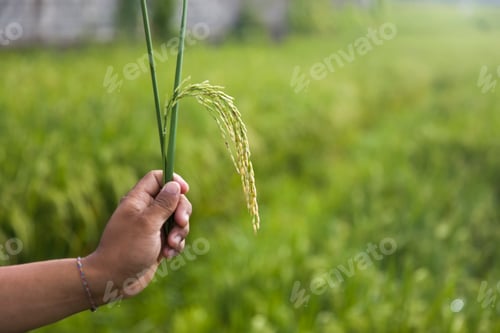 Preview: Paddy rice field
