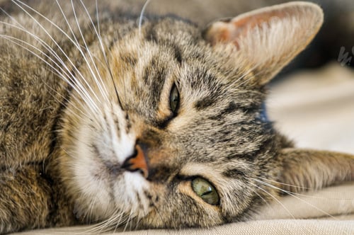 Vorschau: Nahaufnahme einer schläfrigen amerikanischen Kurzhaarkatze