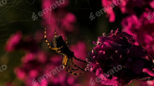 Preview: A big orange spider .Creative .A wonderful bright orchid on which a spider sits with its back