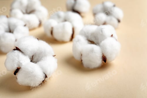 Preview: Fluffy cotton flowers on beige background, closeup