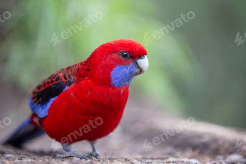 Preview: Red and Blue Parakeet