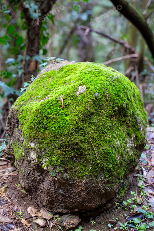 Preview: Green moss on stone in forest