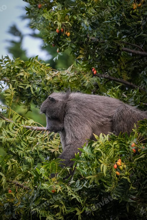 Preview: Chacma baboon (Papio ursinus) perched on a tree branch, surrounded by clusters of ripe berries