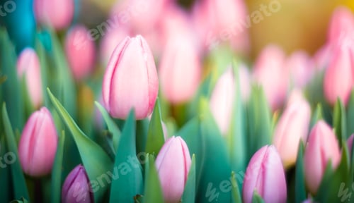 Preview: Beautiful meadow of pink tulips. Selective focus. FLOWER SPRING BACKGROUND