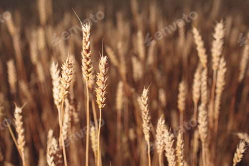 Preview: Close up of ripe wheat ears. Selective focus.