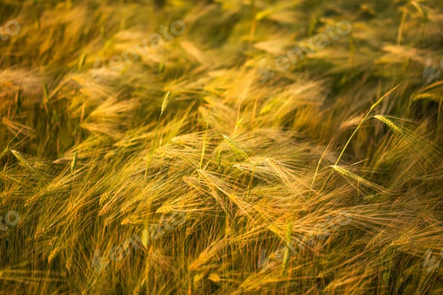 Preview: Ripening ears of yellow wheat field.