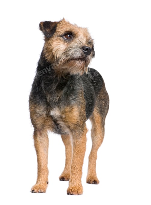 Preview: Border terrier