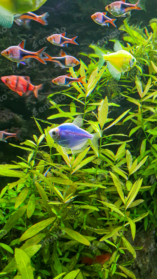 Preview: Aquarium with fish in a home interior. Design concept.