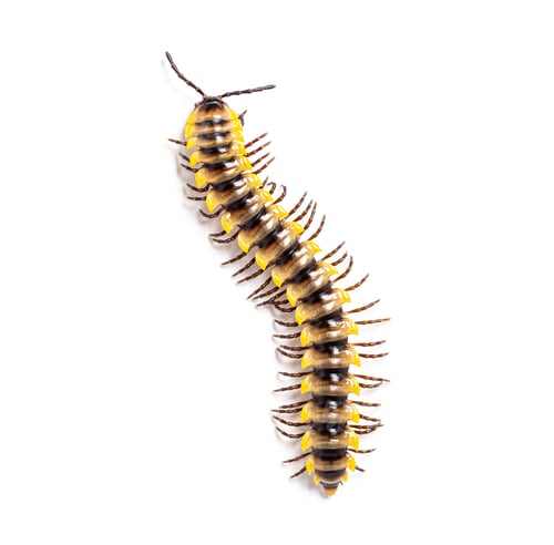 Preview: Orthomorpha subkarschi a species of millipede seen from above, isolated on white