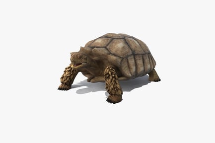 Preview: Detailed African Spurred Tortoise