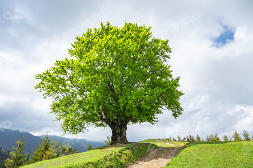 Preview: Large old beech tree with lush green leaves