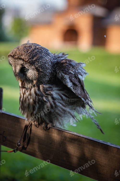 Preview: A large bearded owl sits on a fence in a park.