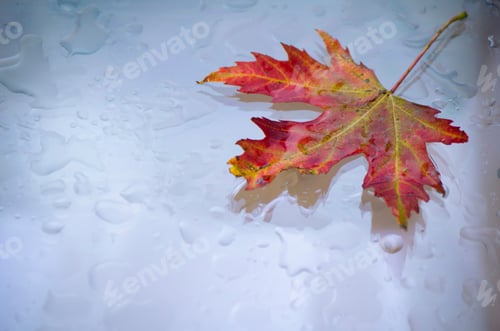 Preview: red maple leaf on wet, rain-soaked glass