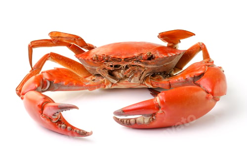 Preview: sea crab isolated on white background