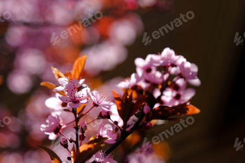 Preview: Spring blossom natural background. Branch with pink flowers.