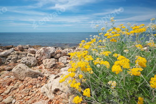 Preview: Bush of yellow flower on seashore.