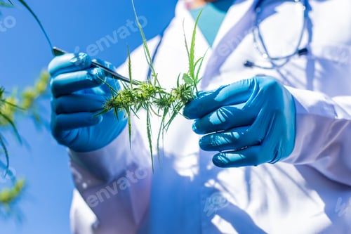 Preview: A doctor holding a medical cannabis study. Selective focus.