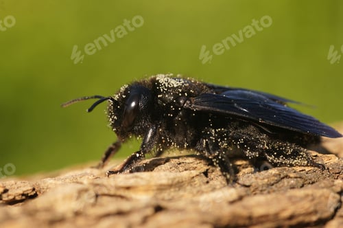 Preview: A large black carpenter bee on wood in a field under the sunlight with a blurry background
