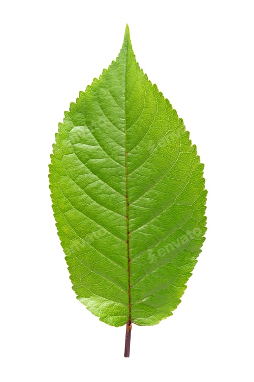 Vista previa: Sweet cherry leaf isolated on white background