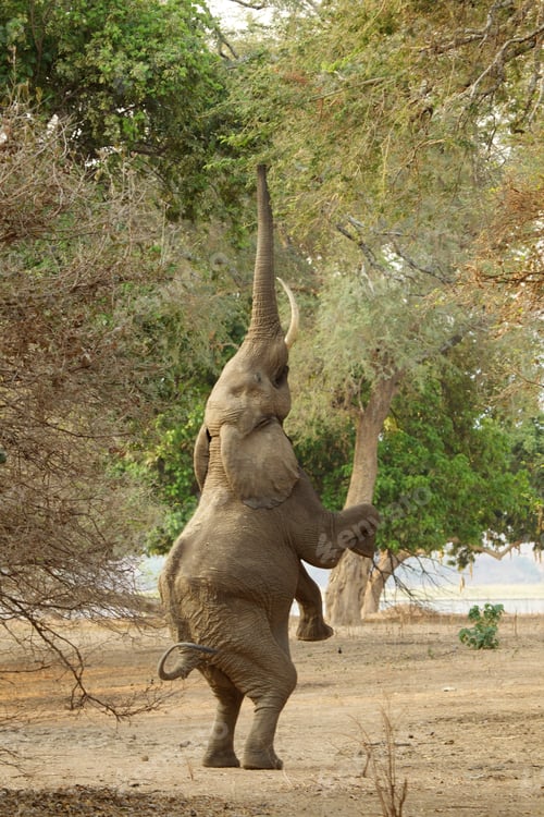Preview: Elephant (Loxodonta africana) standing on hind legs, Mana Pools National Park, Zimbabwe, Africa