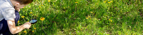 Preview: the boy looks at the flower through a magnifying glass.