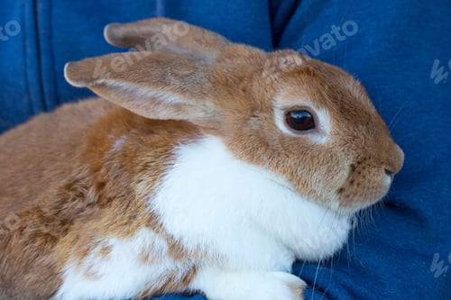 Preview: pets, bunny, scared, rabbit, hare