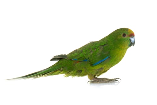 Preview: Red-fronted Kakariki parakeet