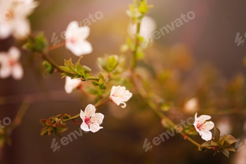 Preview: Blossoming cherry trees in spring, Spring Background