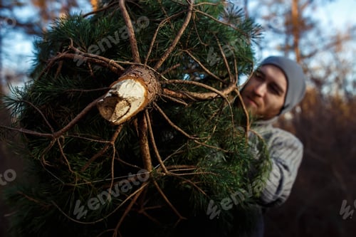 Preview: Young man is carrying christmas tree in the wood. men with a beard bears home a Christmas tree.