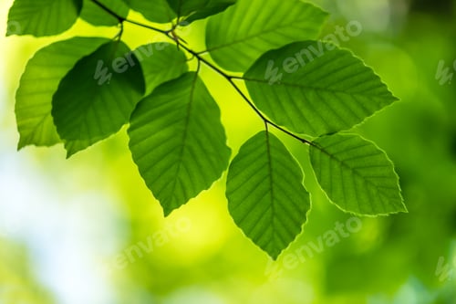 Preview: Closeup nature view of green beech leaf on spring twigs