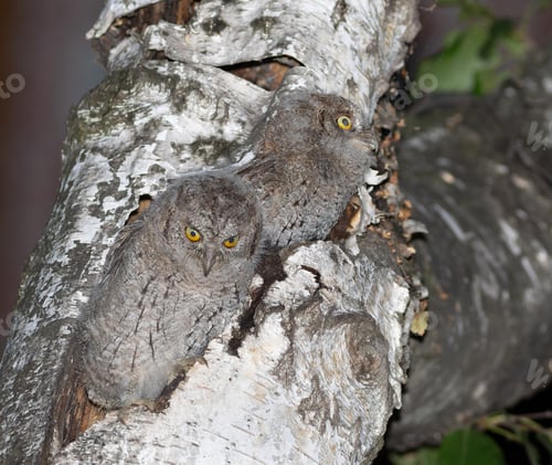 Preview: Eurasian scops owl, Otus scops. Two chicks have climbed out of their nest and are looking around