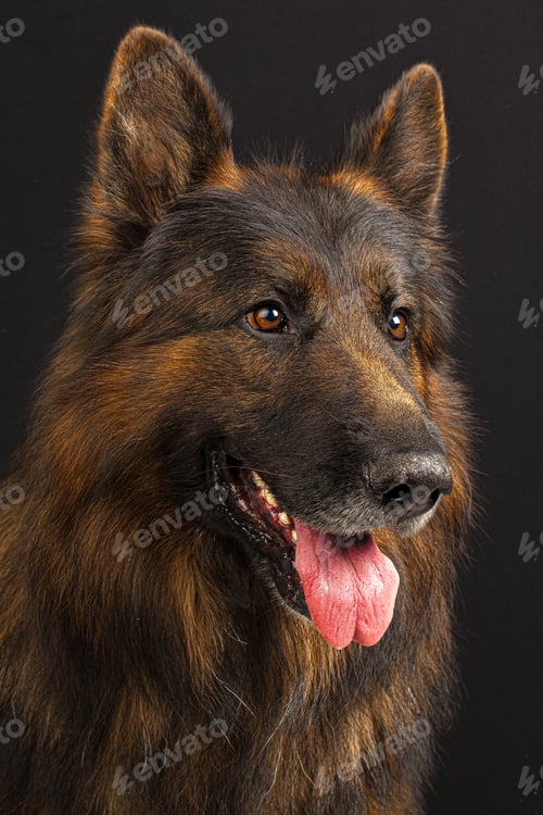 Preview: German shepherd dog portrait on black background