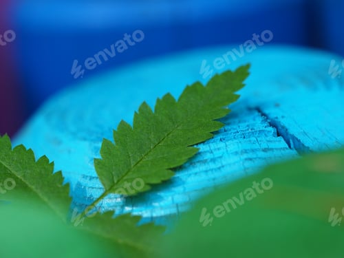 Preview: blue coloured wood and a leaf