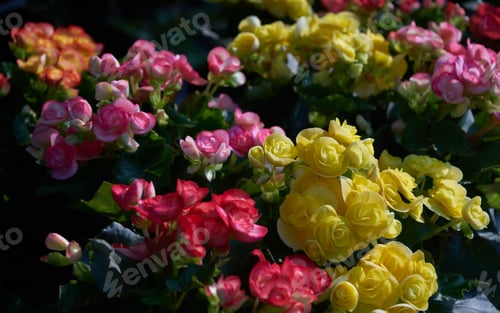 Preview: The colorful begonia flowers in the garden