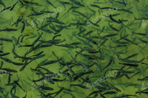 Preview: Closeup of school of juvenile fish in the freshwater