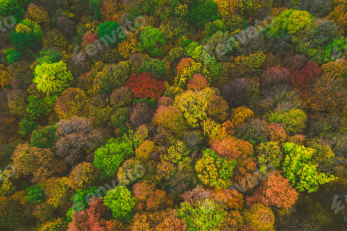 Preview: Aerial view of vibrant autumn forest.