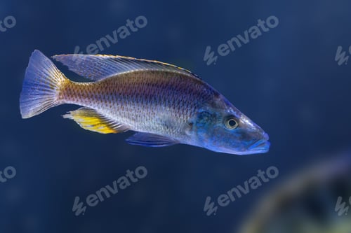 Preview: Malawi Eyebiter (Dimidiochromis compressiceps) - Freshwater Fish