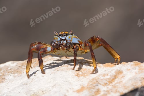 Preview: Sally Lightfoot Crab in the Galapagos