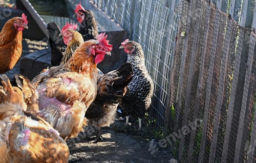Preview: Group of chicken on a farmyard in a village. Reds and gray chickens