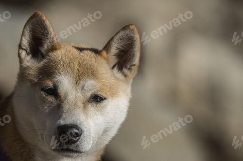 Preview: Selective focus shot of Shiba Inu dog head