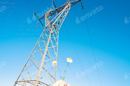 Preview: Flowers in front of an electricity pylon