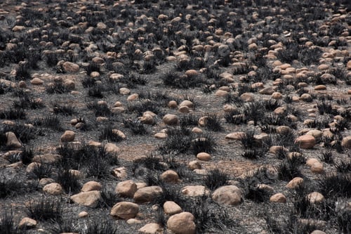 Preview: Burnt trees and grass after a forest fire.