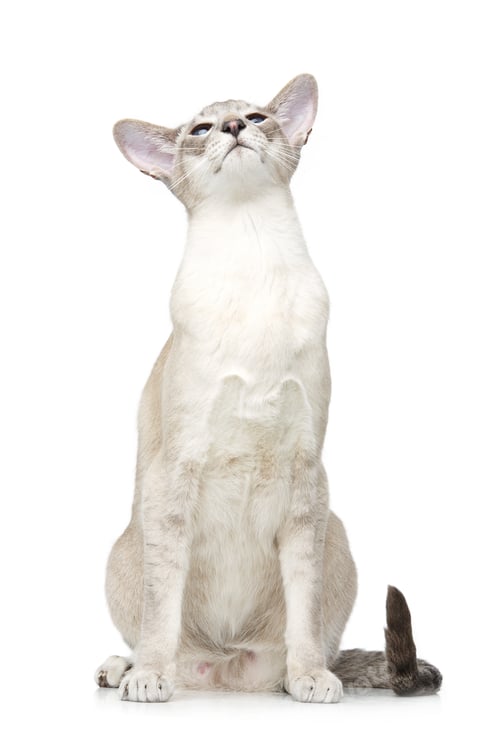 Preview: Beautiful oriental siam cat