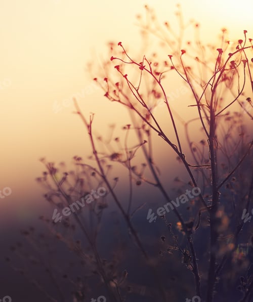 Preview: Winter Plant Silhouette at sunset