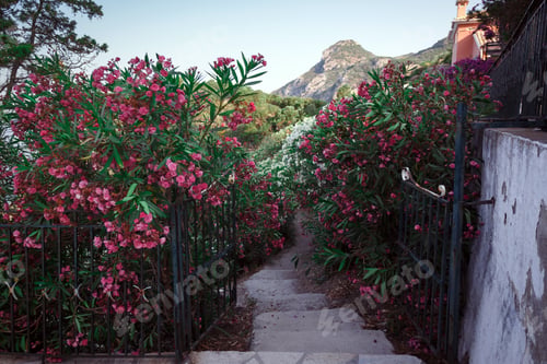Preview: Nerium oleander against the background of the mountains
